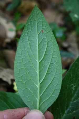 Tuberous comfrey(Symphytum tuberosum)
