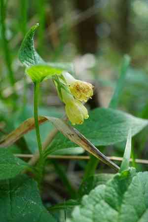 Tuberous comfrey(Symphytum tuberosum)