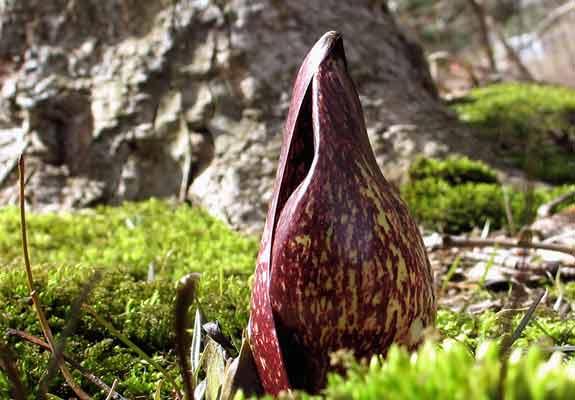 Eastern skunk cabbage