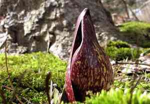 Eastern skunk cabbage(Symplocarpus foetidus)