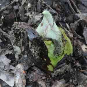 Eastern skunk cabbage(Symplocarpus foetidus)