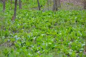 Eastern skunk cabbage(Symplocarpus foetidus)