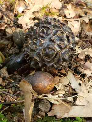 Eastern skunk cabbage(Symplocarpus foetidus)