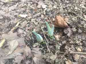 Eastern skunk cabbage(Symplocarpus foetidus)