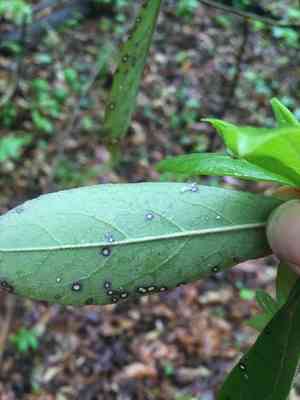 Common Sweetleaf(Symplocos tinctoria)