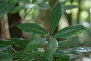 Common Sweetleaf(Symplocos tinctoria)