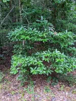 Common Sweetleaf(Symplocos tinctoria)