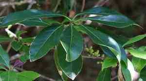Common Sweetleaf(Symplocos tinctoria)