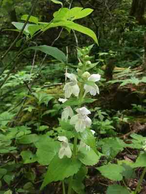 Guyandotte beauty(Synandra hispidula)