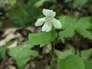 Guyandotte beauty(Synandra hispidula)