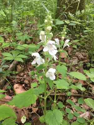 Guyandotte beauty(Synandra hispidula)