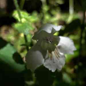 Guyandotte beauty(Synandra hispidula)