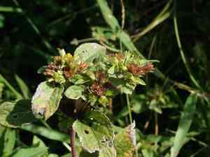 Nodeweed(Synedrella nodiflora)