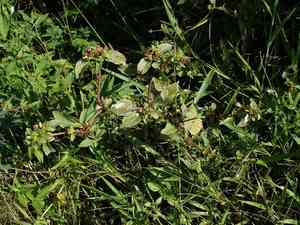 Nodeweed(Synedrella nodiflora)