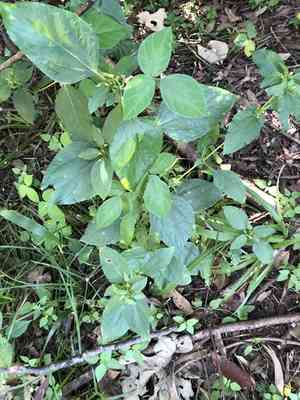 Nodeweed(Synedrella nodiflora)