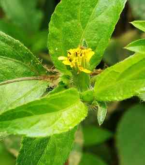 Nodeweed(Synedrella nodiflora)