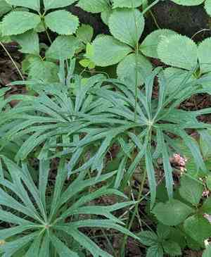 Shredded umbrella plant(Syneilesis aconitifolia)