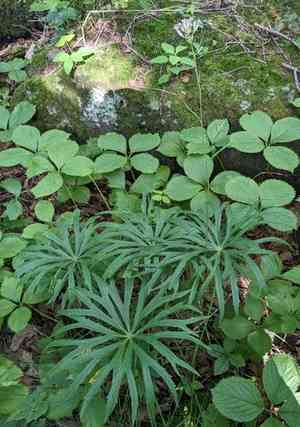 Shredded umbrella plant(Syneilesis aconitifolia)