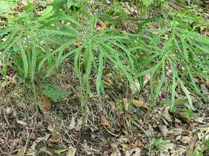 Shredded umbrella plant(Syneilesis aconitifolia)