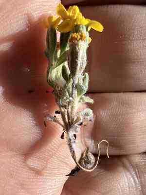 Yellowray fremont's-gold(Syntrichopappus fremontii)