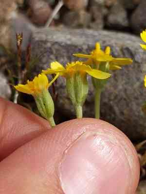 Yellowray fremont's-gold(Syntrichopappus fremontii)