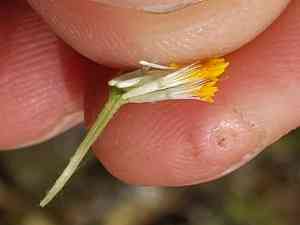 Yellowray fremont's-gold(Syntrichopappus fremontii)