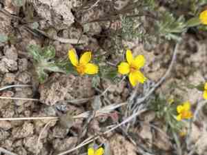Yellowray fremont's-gold(Syntrichopappus fremontii)