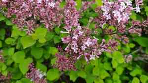 Meyer lilac(Syringa meyeri)