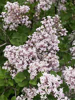 Meyer lilac(Syringa meyeri)