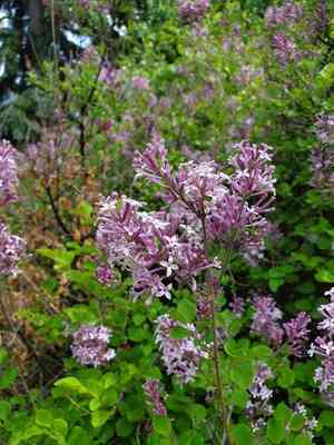 Meyer lilac(Syringa meyeri)