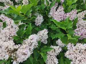 Meyer lilac(Syringa meyeri)