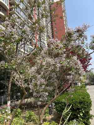 Syringa oblata(Syringa oblata)