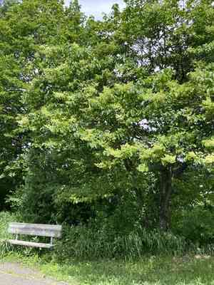 Japanese tree lilac(Syringa reticulata)