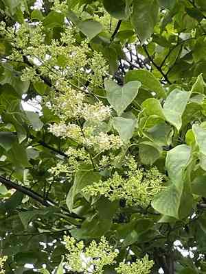 Japanese tree lilac(Syringa reticulata)