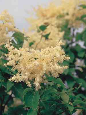 Japanese tree lilac(Syringa reticulata)