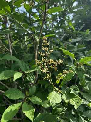 Late Lilac(Syringa villosa)
