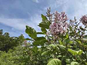 Late Lilac(Syringa villosa)