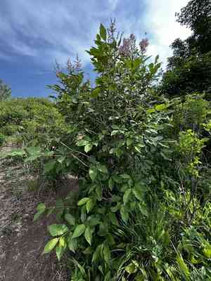 Late Lilac(Syringa villosa)