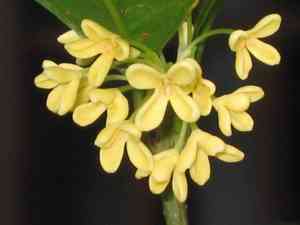 Late Lilac(Syringa villosa)