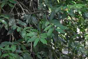 Java plum(Syzygium cumini)