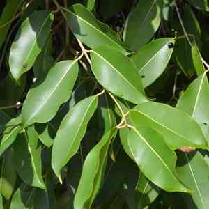 Java plum(Syzygium cumini)