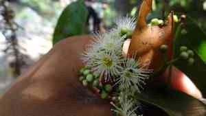 Java plum(Syzygium cumini)