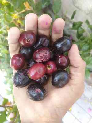 Java plum(Syzygium cumini)