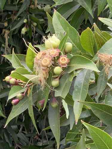 Malabar plum(Syzygium jambos)