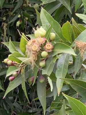 Malabar plum(Syzygium jambos)