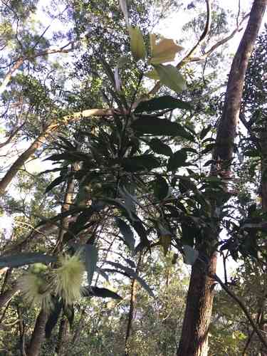 Malabar plum(Syzygium jambos)