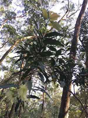 Malabar plum(Syzygium jambos)