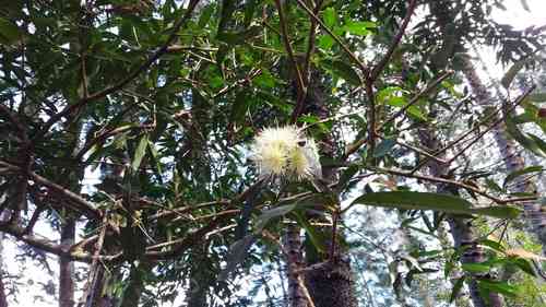 Malabar plum(Syzygium jambos)