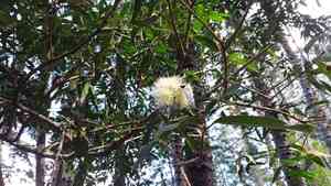 Malabar plum(Syzygium jambos)