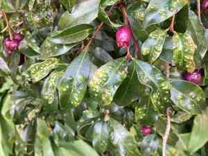 Brush cherry(Syzygium paniculatum)